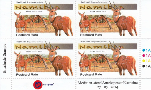 Medium Antelopes