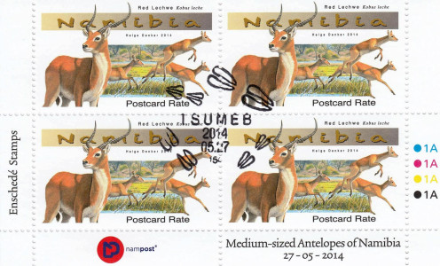 Medium Antelopes