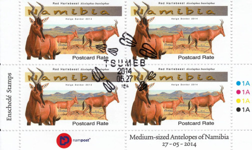 Medium Antelopes