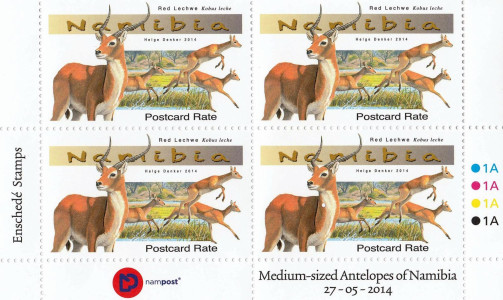 Medium Antelopes