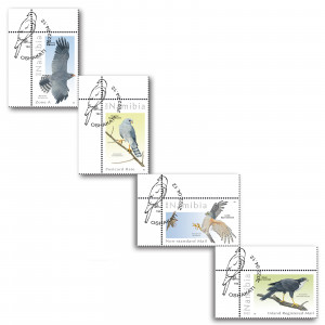 Sparrowhawks and Goshawks Single Set