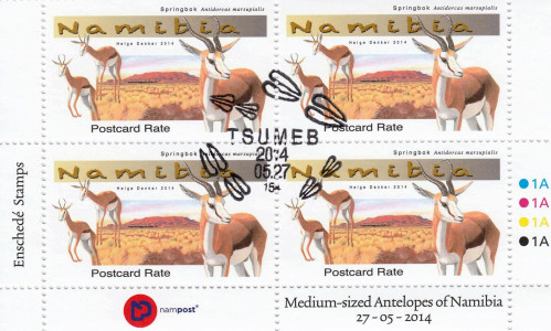 Medium Antelopes