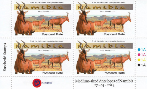 Medium Antelopes