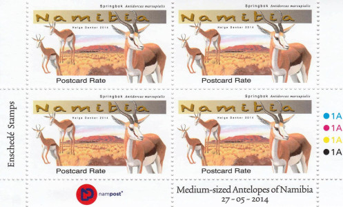 Medium Antelopes