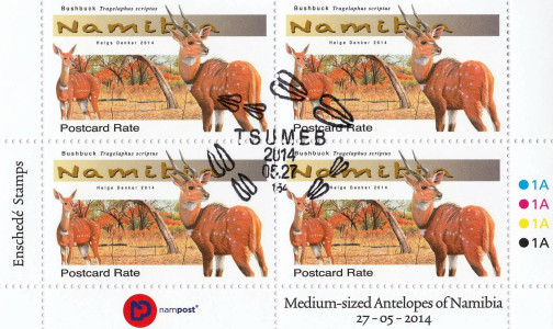 Medium Antelopes