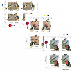 Barbets of Namibia